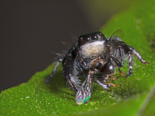 Jumping spider with prey, Springspinne mit Beute