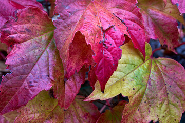 Autumn Color Explosion: Purple, Red, Yellow, and Green Leaves in Close-Up