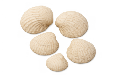 Group of five natural beige seashells showing texture and ocean marine life, summer beach concept and isolated transparent background