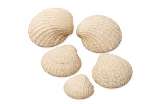 Group of five natural beige seashells showing texture and ocean marine life, summer beach concept and isolated transparent background