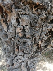 Decaying tree trunk texture