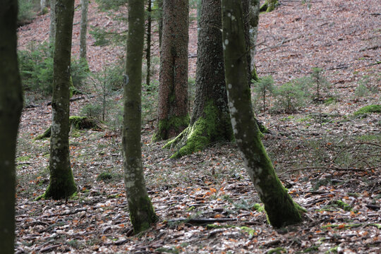 Landschaft im Schwarzwald am Belchen, Laubwald