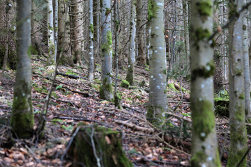 Landschaft im Schwarzwald am Belchen, Laubwald