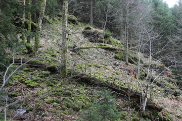 Landschaft im Schwarzwald am Belchen, Laubwald