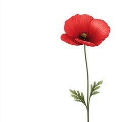 Single red poppy flower on a plain white background, showcasing its vibrant color and delicate features.