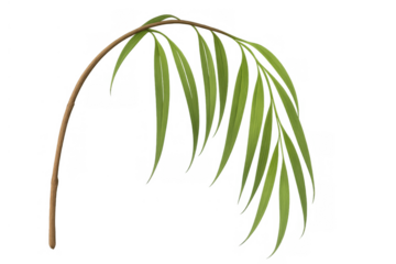 Green palm frond curving down and showing fresh leaves, a tropical botany element with transparent background