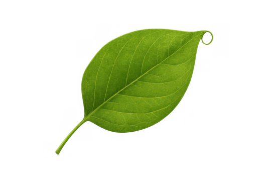 Green leaf showing vibrant fresh organic natural growth and ecological concept on transparent background