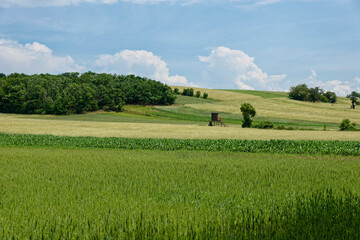 Fototapeta premium Landschaft im Burgenland