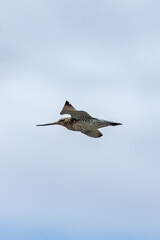 Bar tailed godwit (Limosa lapponica) common on European coasts and tidal mudflats