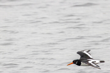 Eurasian oystercatcher (Haematopus ostralegus) common on European coasts and estuaries