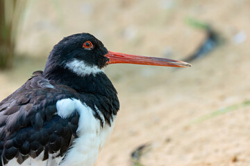 Eurasian oystercatcher (Haematopus ostralegus) common on European coasts and estuaries