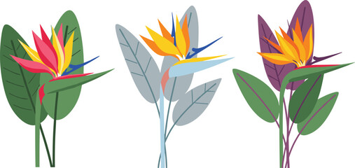 Set of three colorful Bird of Paradise (Strelitzia) flowers, isolated in a modern, flat vector illustration style for tropical design.