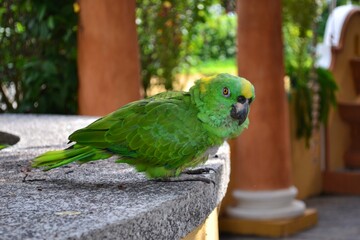 Loro verde