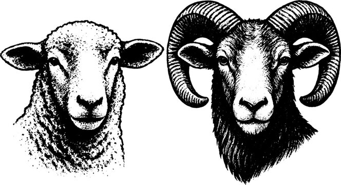 Retro Sheep and Ram Heads Poster &mdash; Vintage Xerography Engraving Style Farm Animal Portraits Isolated in High-Detail Graphic Design