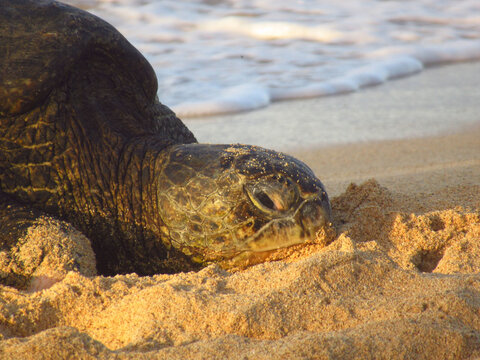 Sea Turtle Relaxing on the Beach