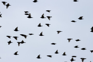 European starling (Sturnus vulgaris) common in European towns cities and farmland
