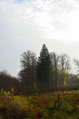Autumn forest landscape 
