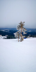Lone pine tree covered in frost on a snowy mountain slope with distant hills and soft winter sky, creating a calm alpine landscape with open copy space.