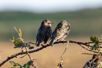 European starling (Sturnus vulgaris) common in European towns cities and farmland