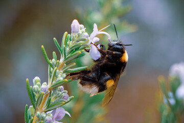 Bumblebee on a flower