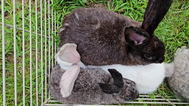Three adult rabbits cuddle and heavy berating in the corner of bottomless cage as animals being held for transportation or processing. Bunnies can also feed on fresh grass and be moved into new spot. 