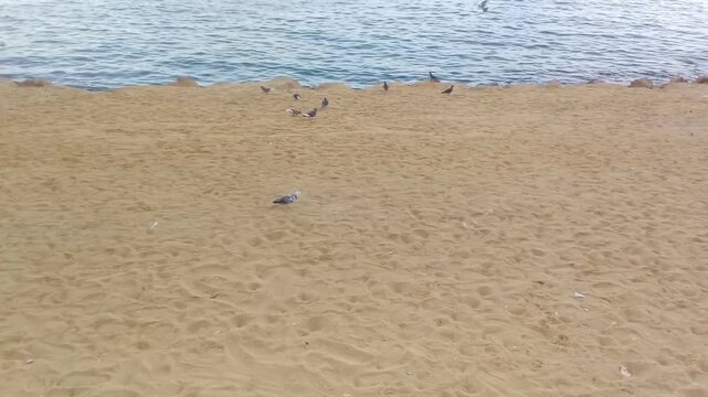 Birds are on a beach opposite Al-Kour Island (Miami Island) in Egypt. The island dates back to 30 BC. It&rsquo;s 250 m long and 55 m wide. It has remains of a Roman grave with two rooms and other things.