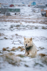 Musher dogs outdoors in Ilulissat, Greenland, on a cloudy, cold day of late autumn