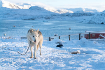 Musher dog and traditional greenlandic colorful wooden houses in the Oqaatsut village, Ilulissat, Greenland, on a sunny, cold day of late autumn