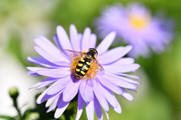 Herbstaster