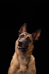 Malinois dog tilts head left and gives soft expression under studio light on black background.