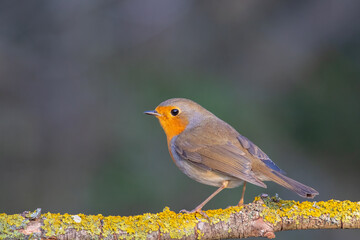 European Robin (Erithacus rubecula) perched on a branch in natural habitat