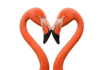 Flamingos forming heart shape, symbolizing love, romance, and togetherness, on transparent background