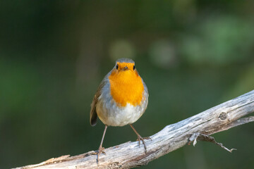 European Robin Perched on Branch – Detailed Wildlife Bird Photography