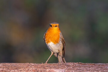 European Robin perched on branch – detailed portrait of red-breasted songbird