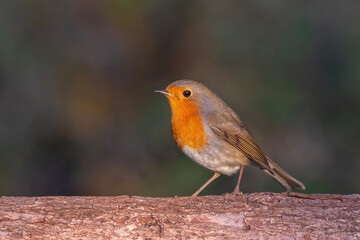 Common Redstart Perched on Branch – Colorful Wildlife Bird Photography