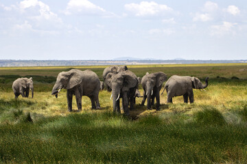 A herd of African elephants (Loxodonta africana) in Serengeti National Park