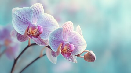 Pastel orchid close-up in soft focus as background.