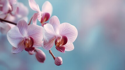 Pastel orchid close-up in soft focus as background.