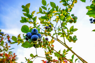 Blueberries ripening on bush in a sunny orchard during warm afternoon in late summer. Clusters of ripe blueberries hang from branches in vibrant green leaves in orchard. Sweet blue berry on berry farm