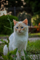 cat on the grass