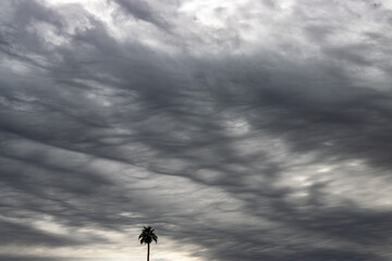 gray storm clouds with single palm tree