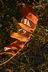 Close-up of a yellowed branch with yellow and orange leaves lying on green grass.