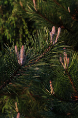 Close-up of a pine branch with young shoots in spring sunlight. The fresh green needles and vibrant growth symbolize renewal and the beauty of nature during the warm season.