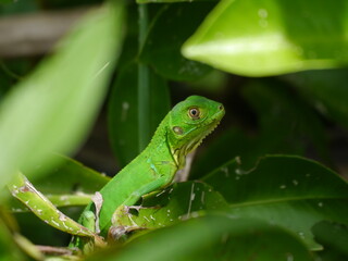 Hidden Iguana