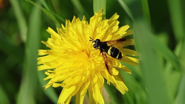 chrysotoxum bicinctum the two-banded wasp hoverfly on a hawkweed blossom