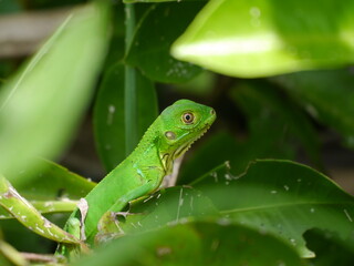 Iguana Time
