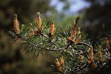 Close-up of a pine branch with young shoots in spring sunlight. The fresh green needles and vibrant growth symbolize renewal and the beauty of nature during the warm season.