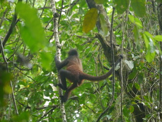Capuchin Climbing