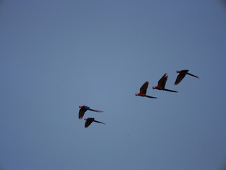 Birds in Flight - Costa Rican Macaws