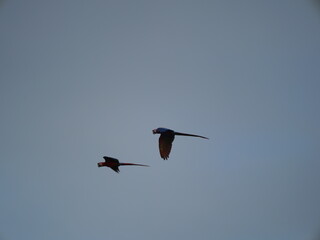 Costa Rican Macaw - Bird in Flight